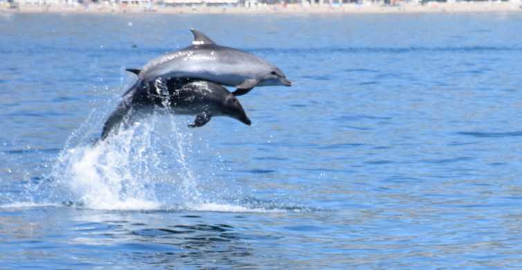 Benalmádena: tour en barco para avistar delfines