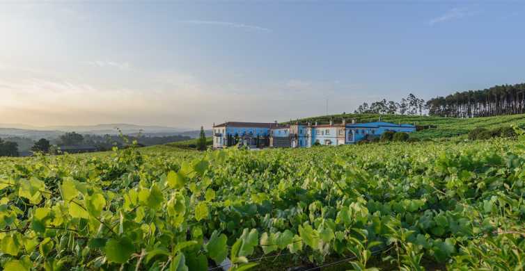 Bodega Granbazán: visita guiada y cata de vinos