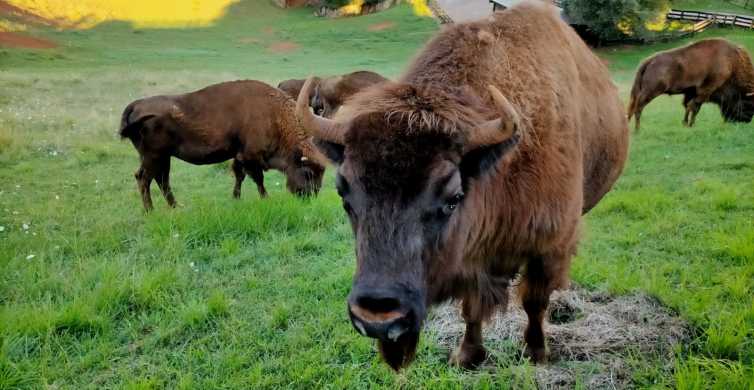 Desde Santander: tour de 4,5 h por Parque Natural Cabárceno