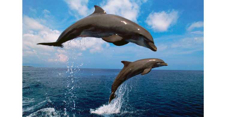Fuengirola: tour en barco de avistamiento de delfines con bebida