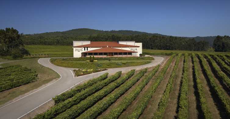 Galicia: visita grupal a la bodega y degustación