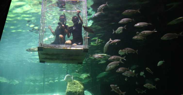 Guadalajara: Inmersión de tiburones en Acuario Michin