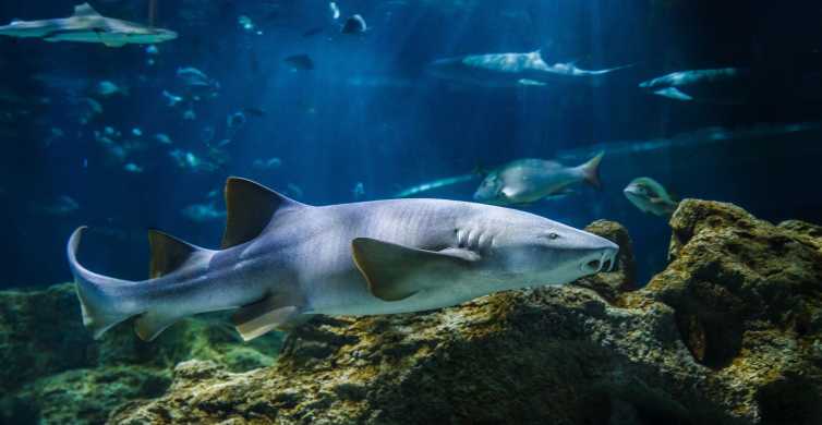 Guadalajara: entrada al acuario Michin con laser tag