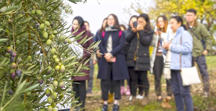 Jaén: visita a la almazara y experiencia de degustación de aceite de oliva