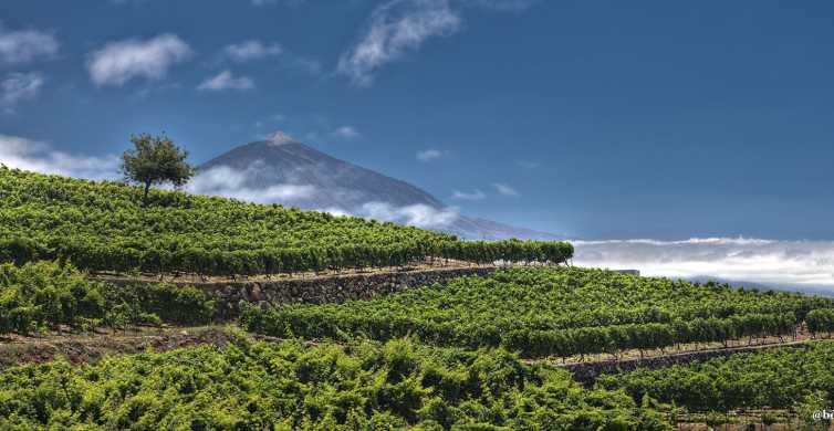 Tacoronte: tour guiado con cata de vinos y quesos