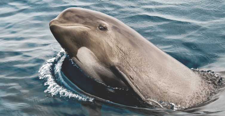 Tarifa: ballenas y delfines en el estrecho de Gibraltar