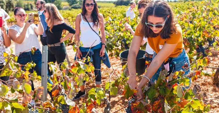 Valencia: visita a bodega con tour de viñedos y cata de vinos