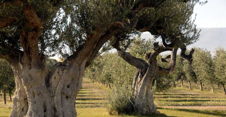 Tour de aceite de oliva al mediodía y visita al casco antiguo de Belchite