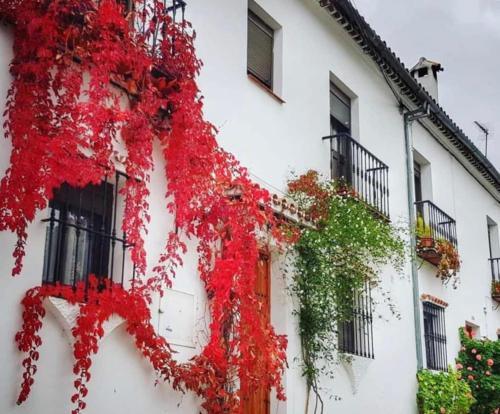 Apartamento con Terraza