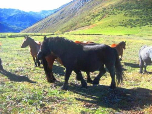 Apartamento Braña El Tronco Senda del Oso a solo 3 km de San Martin