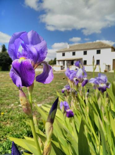 Cortijo San Juan