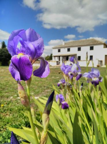 Cortijo San Juan