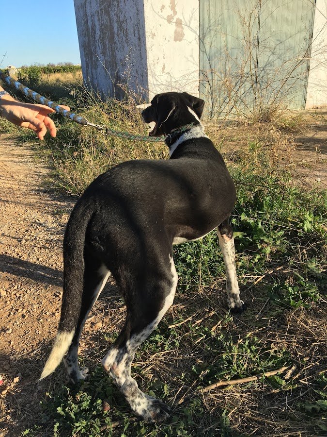 A. P. A. S. A. - Asociación Protectora De Animales San Antonio Xàbia