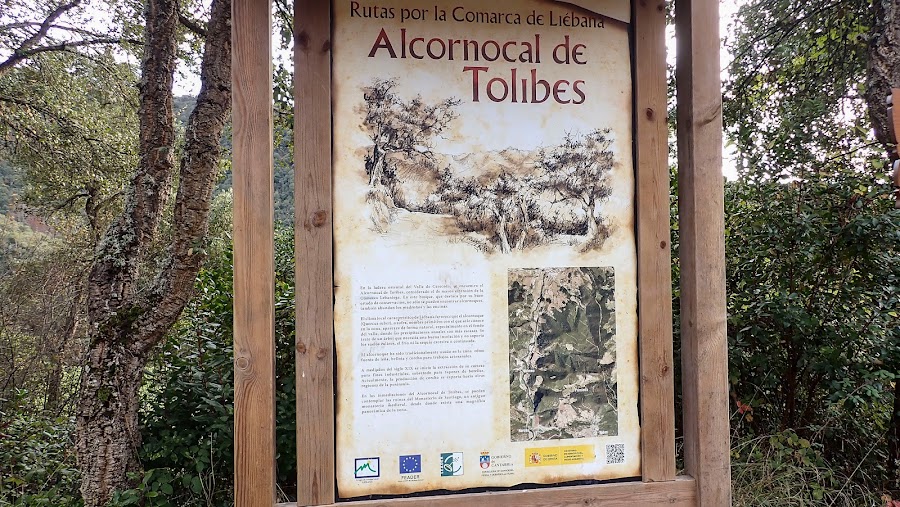 Alcornocal De Tolibes . Cruce De Sendero Circular ( Potes, Valmayor, Porcieda ) Cantabria.