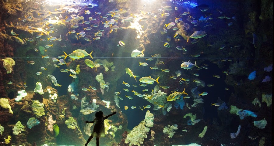 Aquarium Donostia / San Sebastián