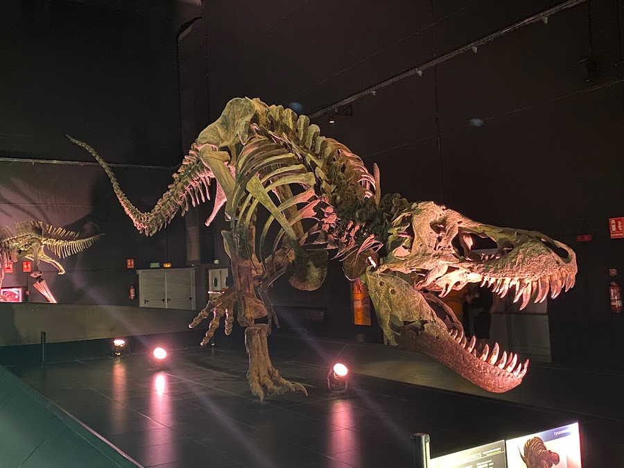 Museo Aragonés de Paleontología