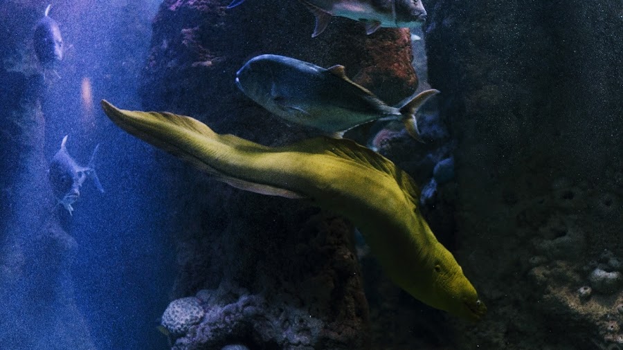 Bioparc Acuario De Gijón