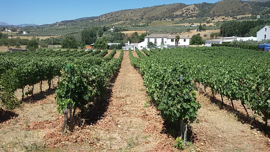 Bodega García Hidalgo