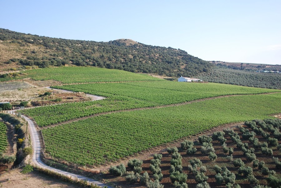 Bodegas Morosanto