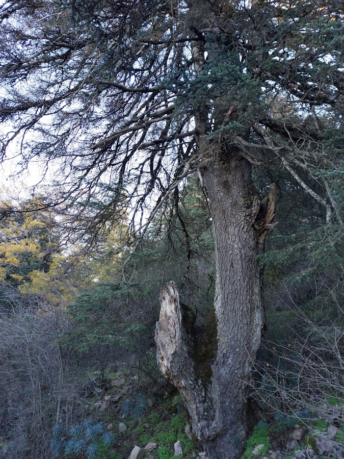 Bosque De Quejigos Y Nevero, Parauta (Rincón Singular)