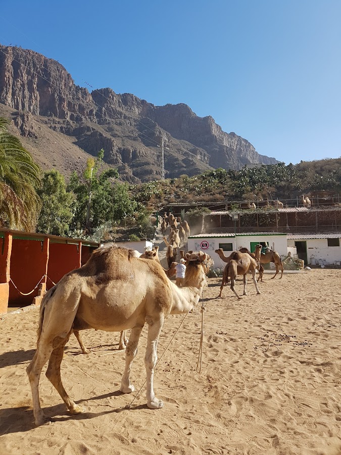 Camel Safari Park La Baranda