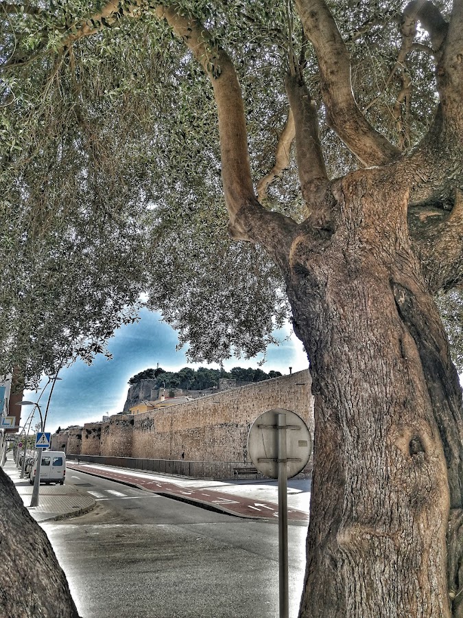 El Acebuche De Denia