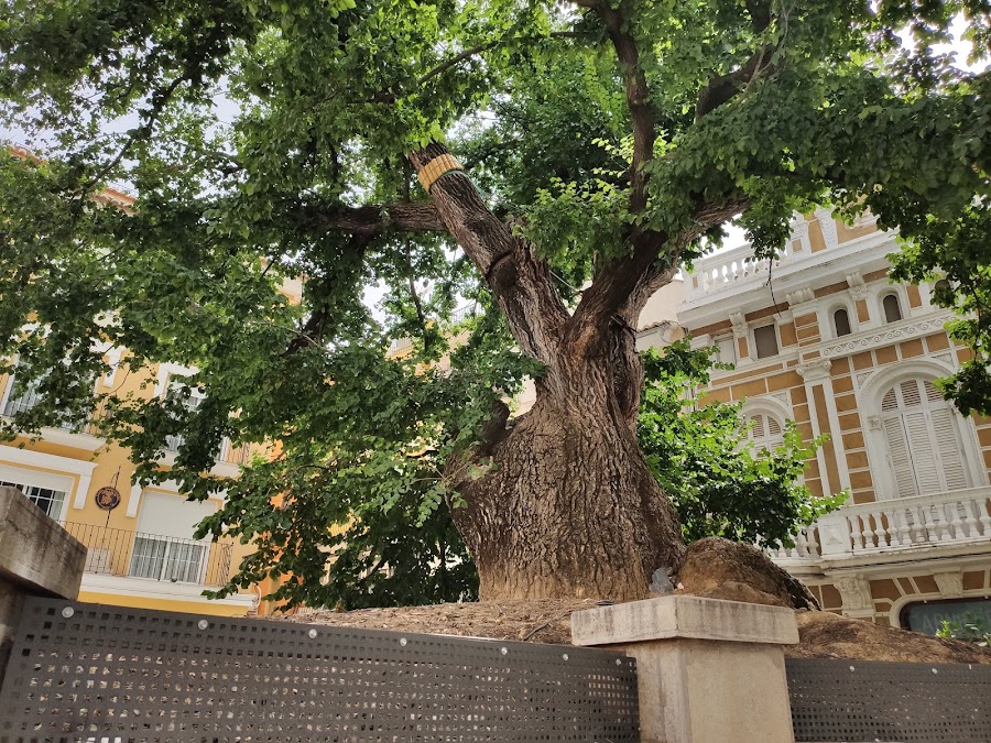 Elm Of Navajas