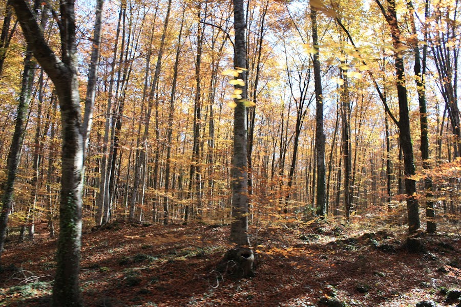 Fageda D En Jordà