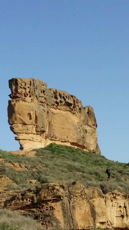 Fernando Casás. Árboles Como Arqueología