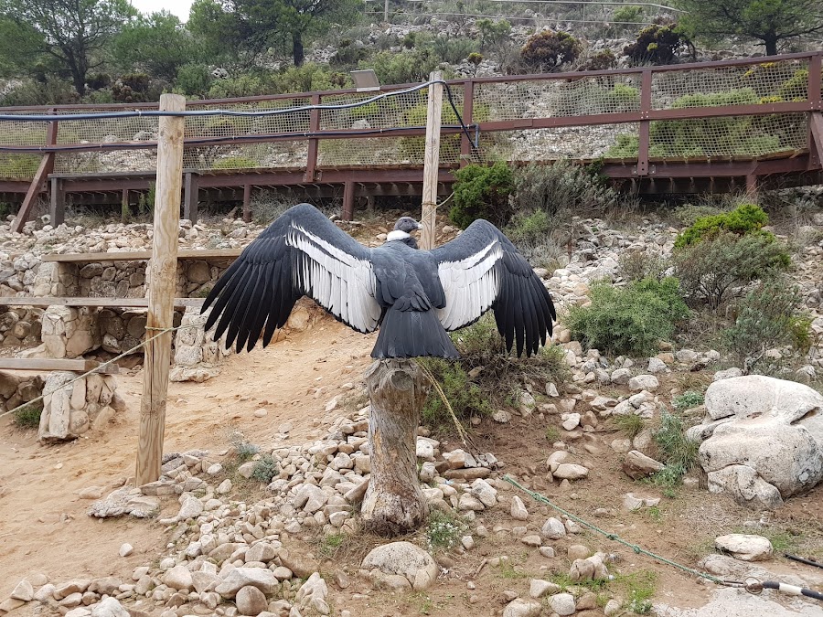 Valle de las Águilas