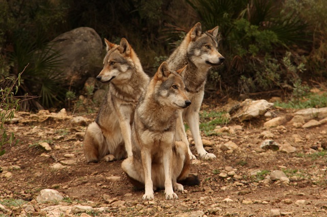 Lobo Park Antequera