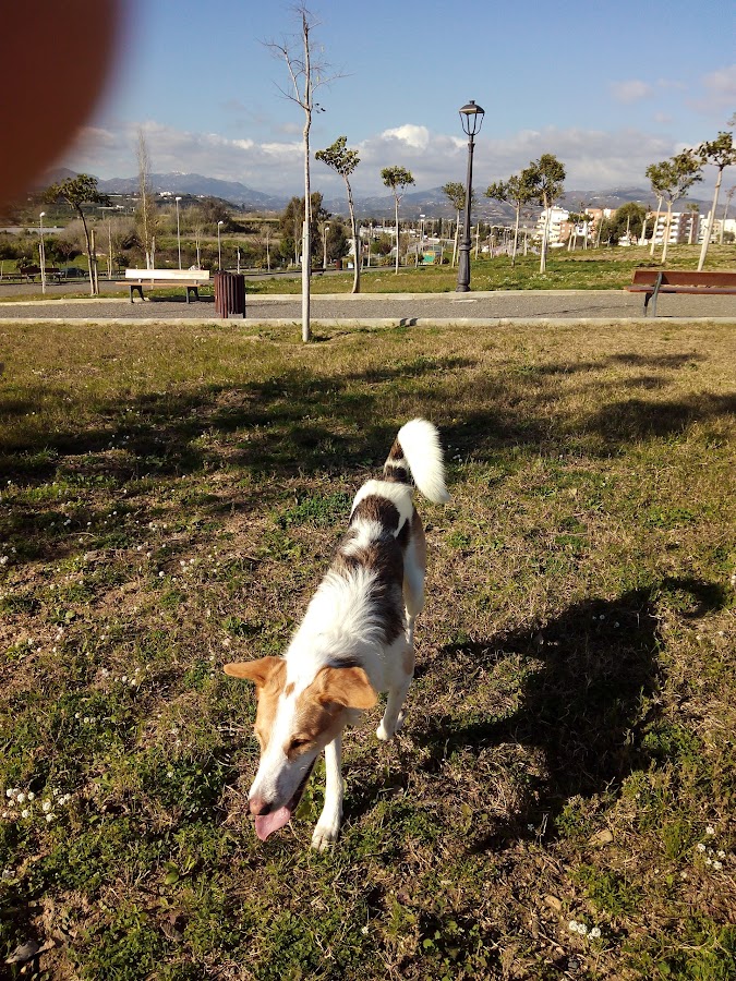 Parque De Perros Velez Malaga