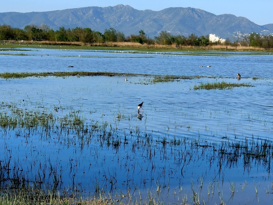 Parque Natural Dels Aiguamolls De L Empordà