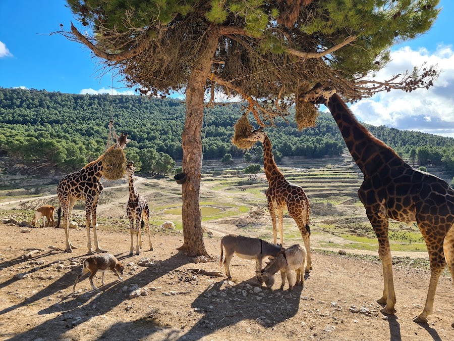 Safari Aitana