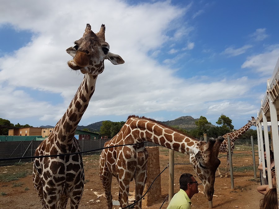 Safari Zoo