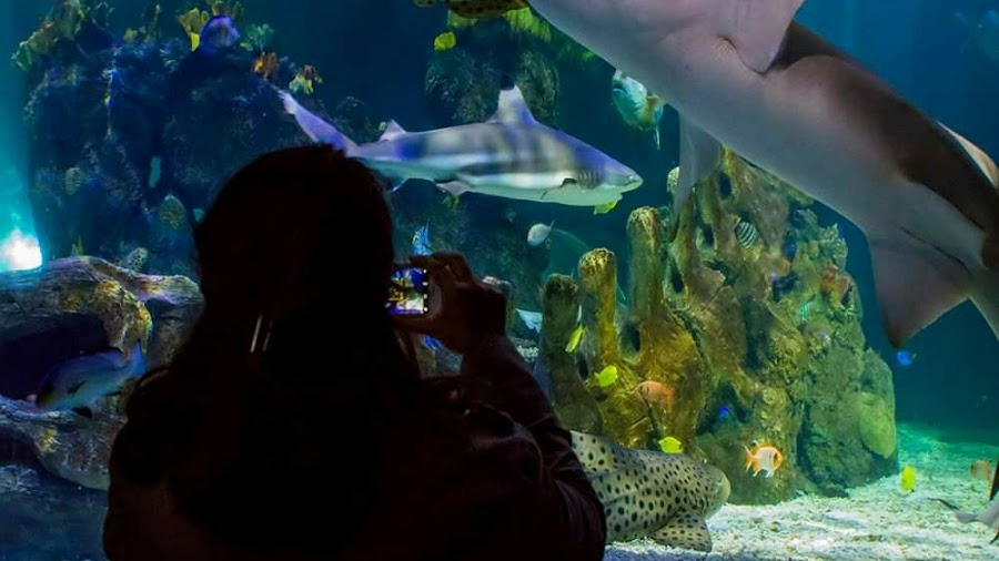 Sea Life Centre Benalmadena