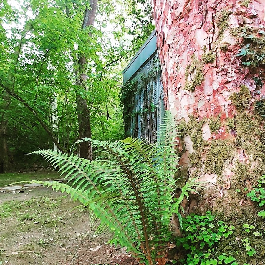 Selva Asturiana: Aventura En Llanes