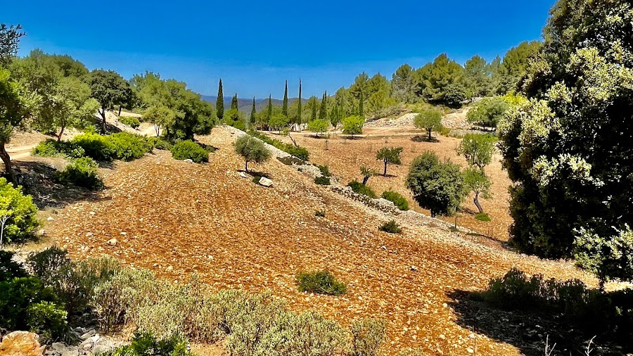 Son Font Viewpoint